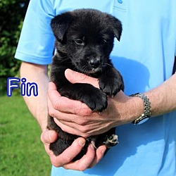Thumbnail photo of Fin #3