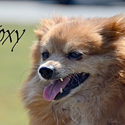 Thumbnail photo of Foxy #2