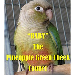 Thumbnail photo of Pineapple Green Cheek Conure #1
