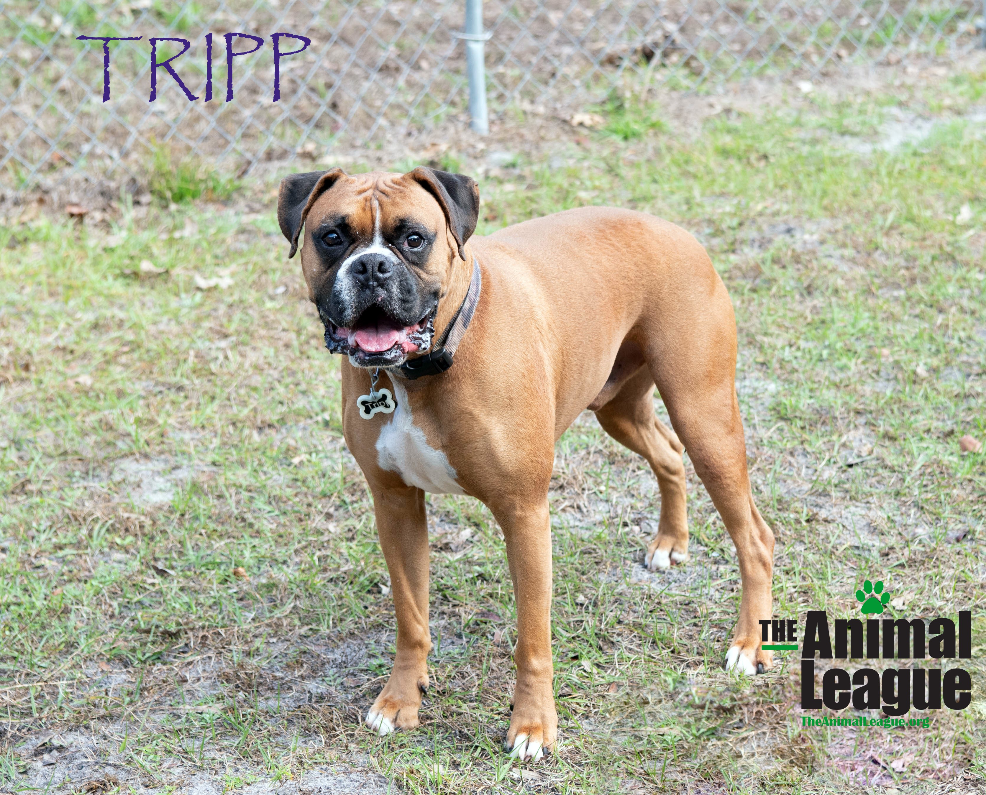 Groveland Fl Boxer Meet Tripp A Pet For Adoption