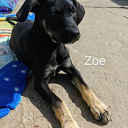 Photo of Zoe