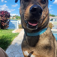 adopt a pet