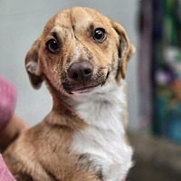 adopt a pet