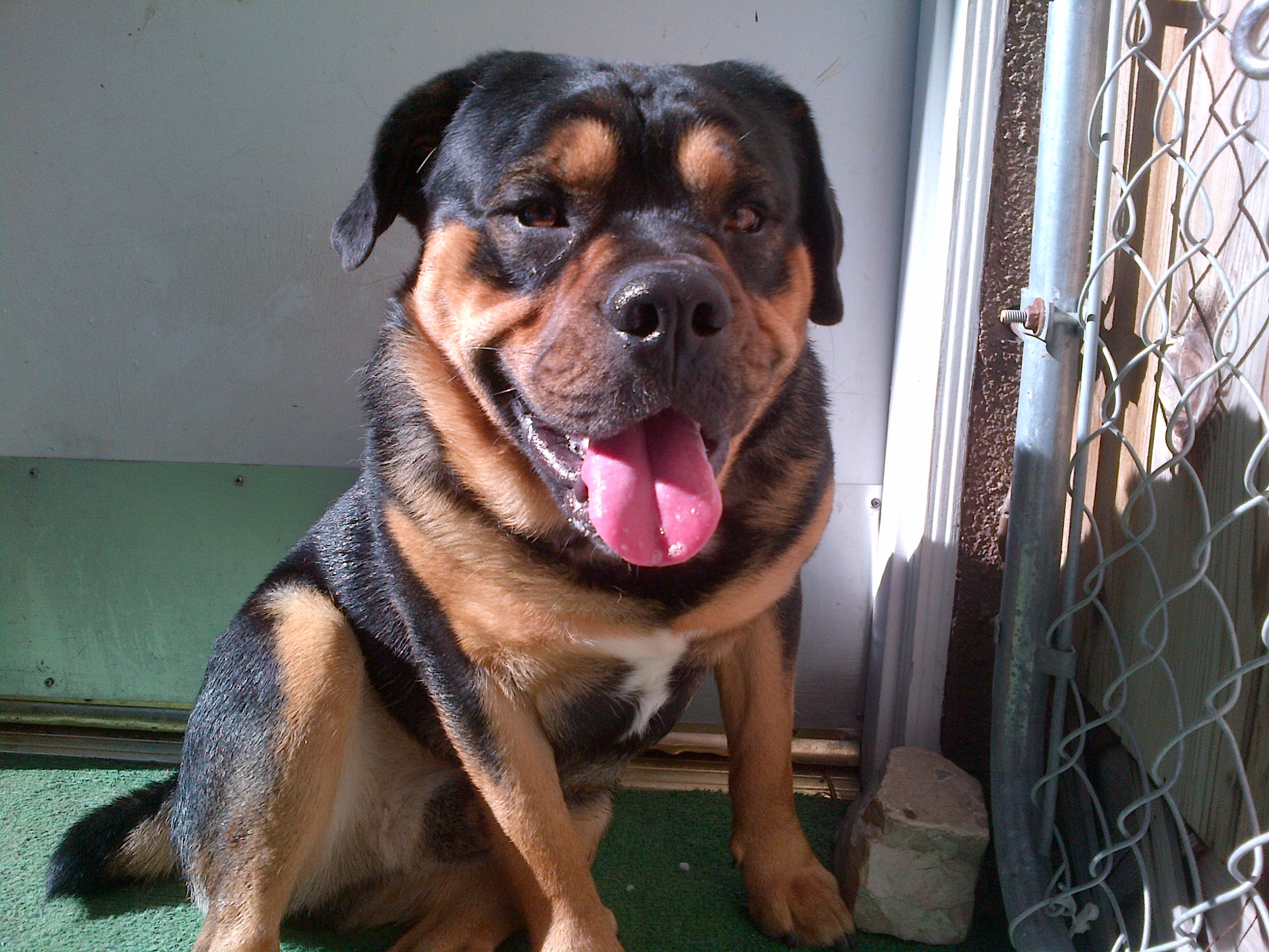 rottweiler yorkie mix