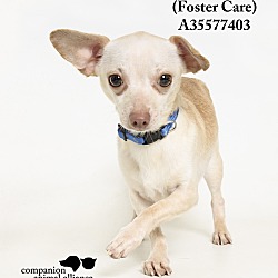Thumbnail photo of Little Boy  (Foster Care) #1