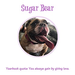 Photo of Sugar Bear