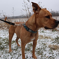 Thumbnail photo of Maximus #2