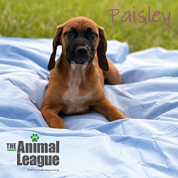 Thumbnail photo of Paisley #1