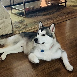 Photo of Timber