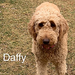 Thumbnail photo of Daffy (Daffodil) #3