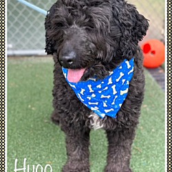 Thumbnail photo of HUGO #3