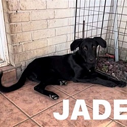 Thumbnail photo of Jade #4