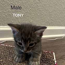 Thumbnail photo of Tony #2