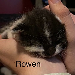 Thumbnail photo of Rowen #3