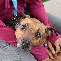 adopt a pet