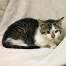 Adopt A Pet :: Giselle - Versailles, KY