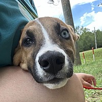 adopt a pet