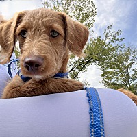 adopt a pet
