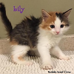 Thumbnail photo of Lily - Adopted November 2016 #3