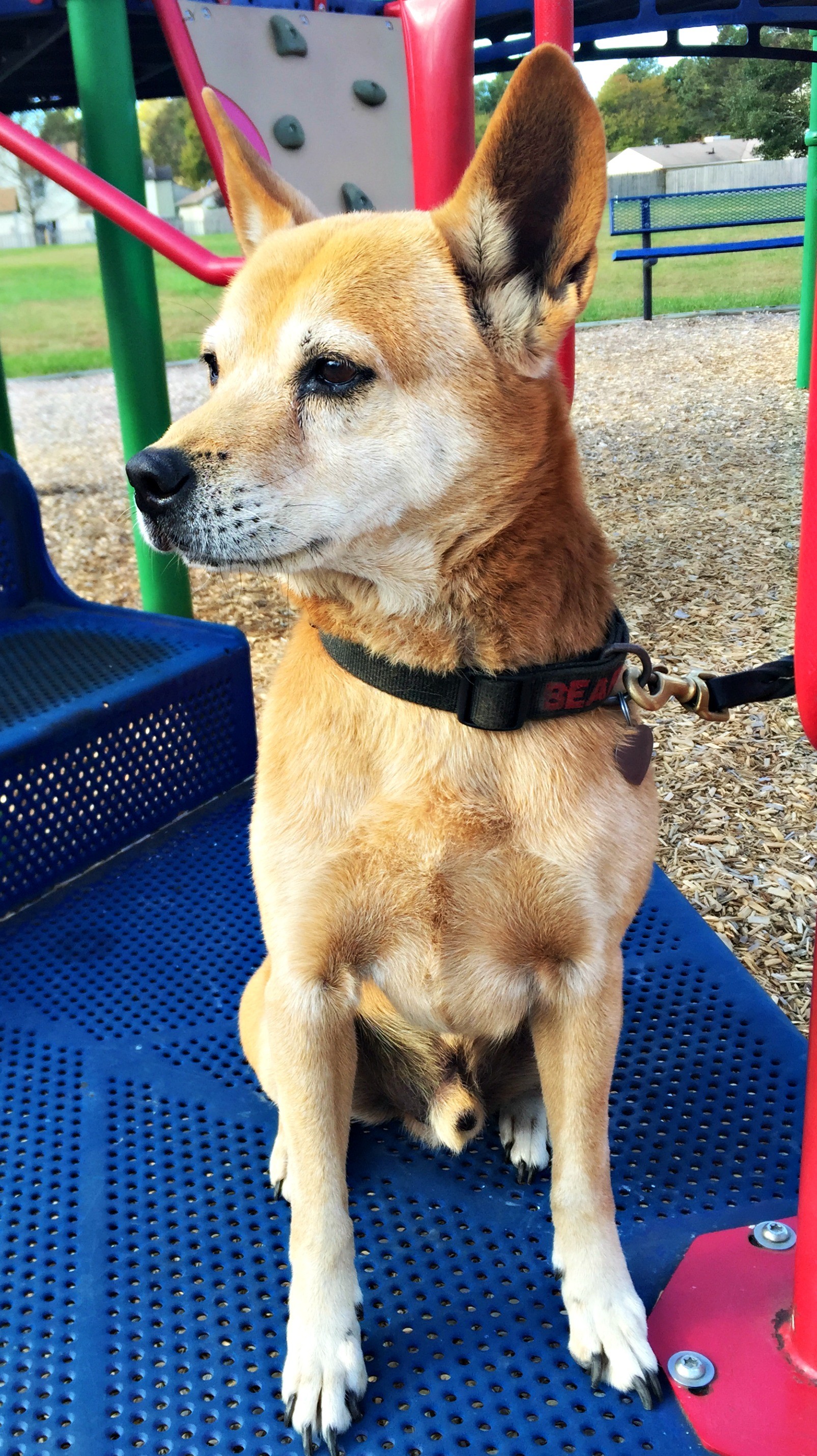 Virginia Beach Va Shiba Inu Meet Skeebus A Pet For Adoption