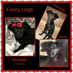 Thumbnail photo of Crazy Legs #2
