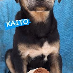 Photo of Kaito