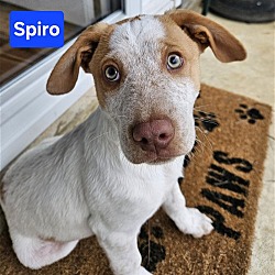 Thumbnail photo of Spiro - Adoption Pending! #4