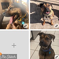 adopt a pet