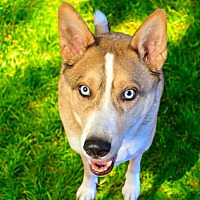 adopt a pet