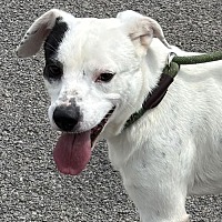 adopt a pet