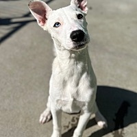 adopt a pet