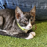 adopt a pet