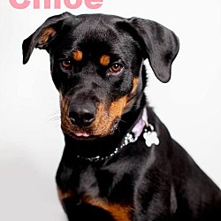 Thumbnail photo of Chloe - Adopted February 2016 #2