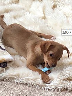 Adopt A Pet Petsmart Charities