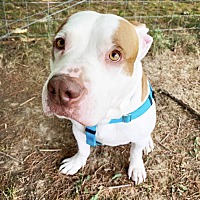 Bull Terrier Puppies For Sale In Akron Ohio Adoptapet Com