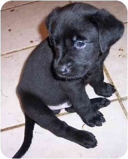 Faribault, MN - Labrador Retriever. Meet Barney a Pet for ...