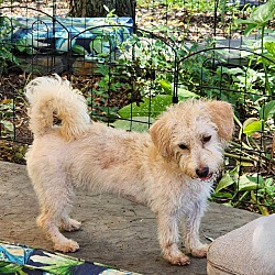 Thumbnail photo of Buttercup silky wirehair mix #2