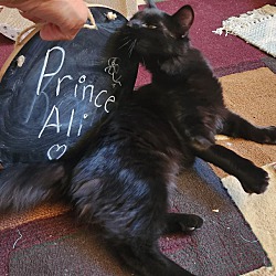 Photo of Prince Ali