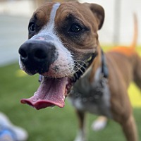 adopt a pet