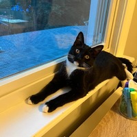 adopt a pet