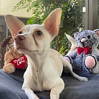 adopt a pet