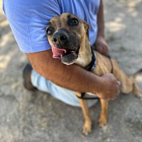 adopt a pet