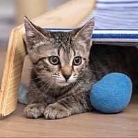 adopt a pet