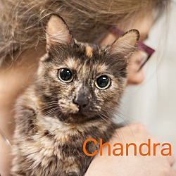 Thumbnail photo of Chandra #1