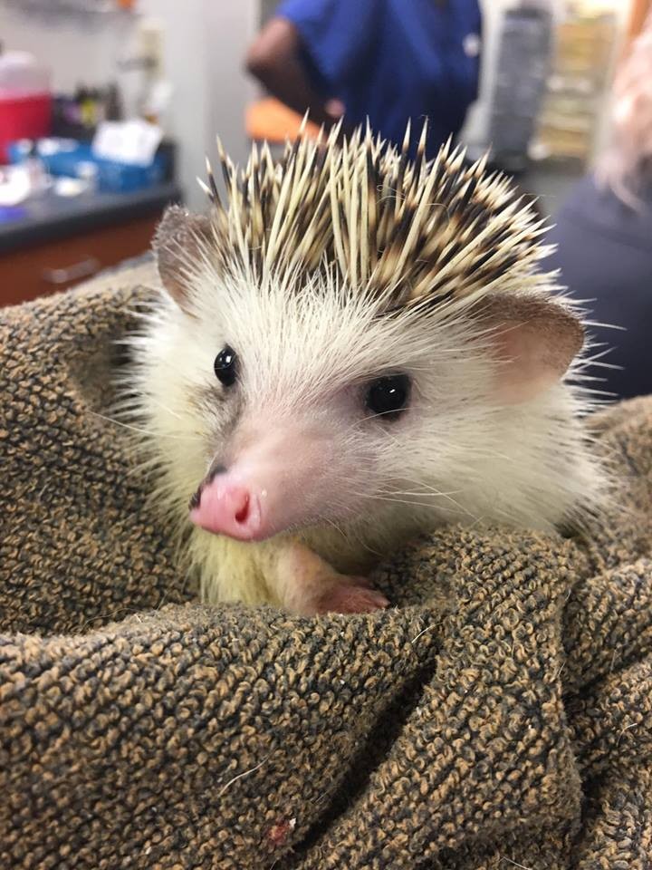 St Paul Mn Hedgehog Meet Simon A Pet For Adoption,How To Care For Rosemary Plant Outdoors