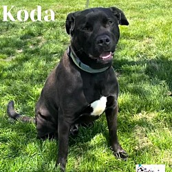 Photo of Koda