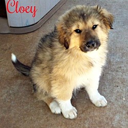 Thumbnail photo of Cloey #4