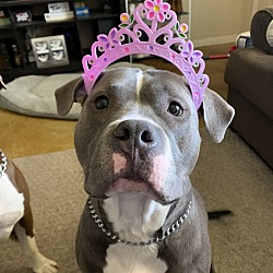 Photo of Colt 