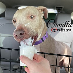 Photo of Camilla - Adoption Pending