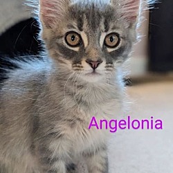 Photo of Angelonia